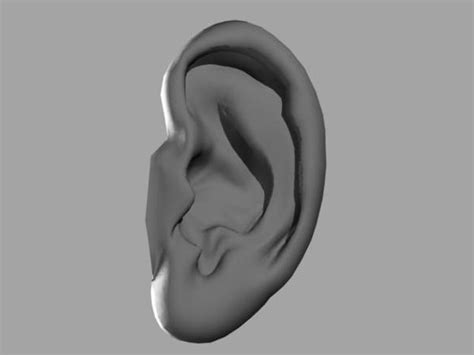 Ear Realistic 3d Model