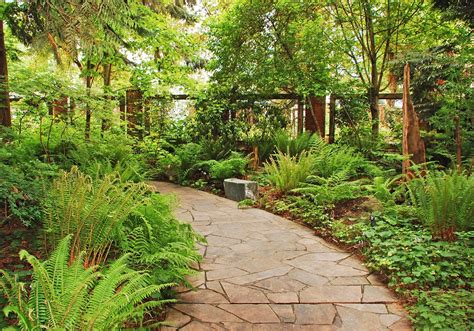 How to care for a maidenhair fern: The Best Ferns For Dry Shade In The UK | UpGardener™