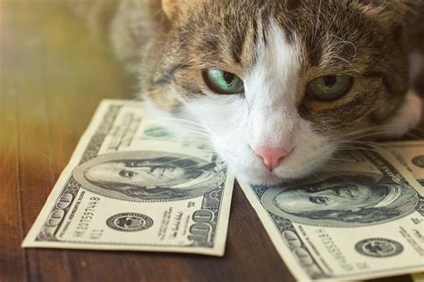 Chlorambucil is helpful in multiple chemotherapy protocols as well as immune mediated conditions. How Much Does It Cost To Get A Cat Fixed | TheCatSite