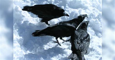 10 Interesting Facts About Ravens Unbelievable Facts