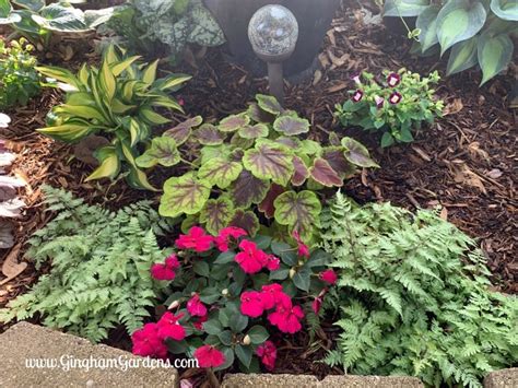 Full sun, part shade, full shade; Small Shade Garden Transformation - Gingham Gardens