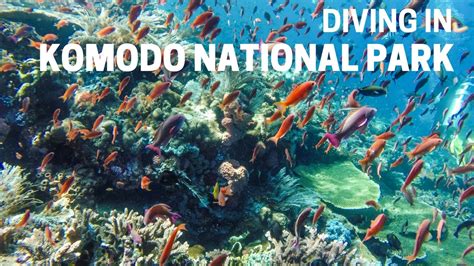 Scuba Diving In Komodo National Park Indonesia Youtube