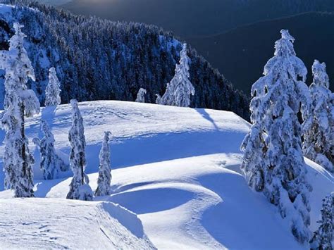 Free Download Winter In The Woods Wallpaper Forwallpapercom 808x606