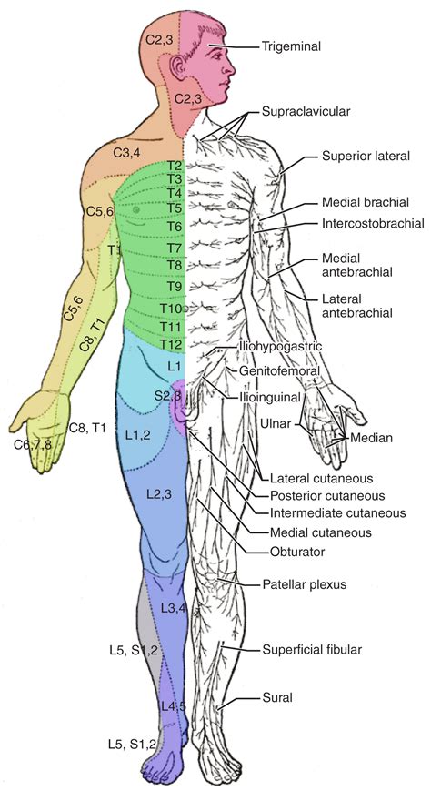 The Sensory And Motor Exams Anatomy And Physiology