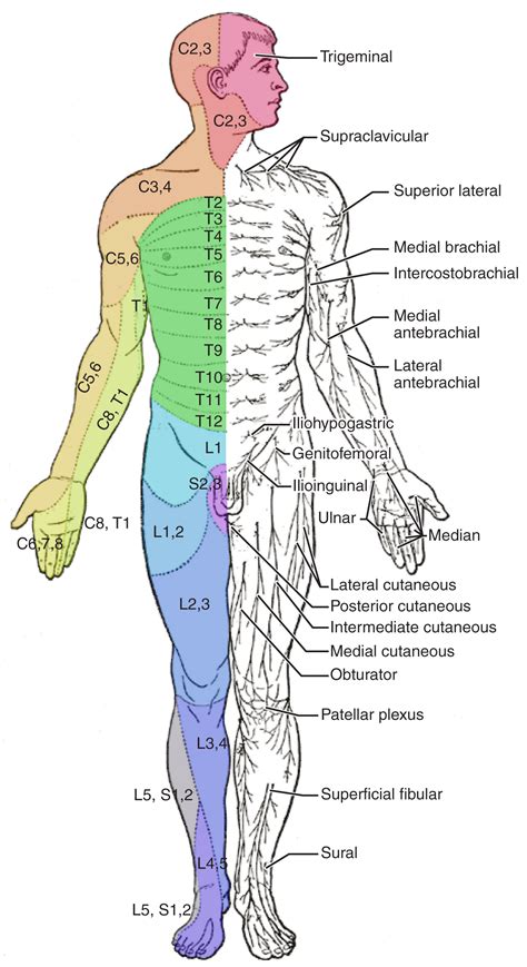 The Sensory And Motor Exams · Anatomy And Physiology