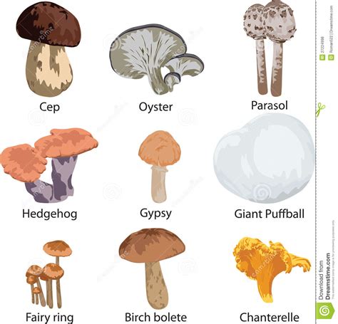 Set of edible mushrooms stock vector. Illustration of puffball - 27224998