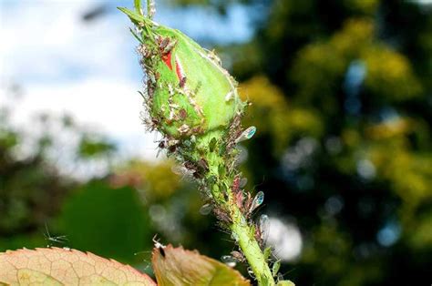 Home gardeners still find that sevin provides the best control, but it is only topical. Protecting Roses from Aphids and Other Common Pests