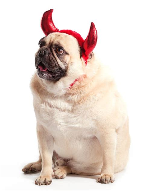 Pug Dog In Devil Costume Stock Photo Image Of Devil 60409286
