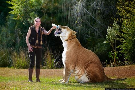 Hercules Is The Worlds Largest Living Cat