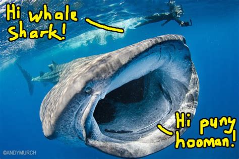How Da Heck Did A Whale Shark End Up On The Shores Of Melaka