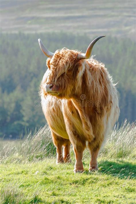 Highland Cattle On The Isle Of Skye Scotland United Kingdom Stock