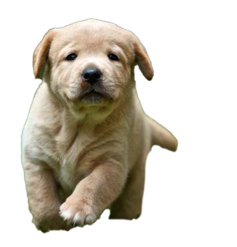 Labrador Retriever Puppy Png Free Download Png All