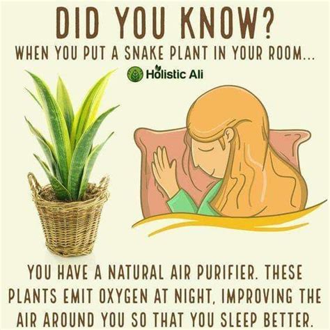 Puspita_nursery christmas or araucaria indoor plants for air purification. Air purifying plants | Snake plant, Bedroom plants ...