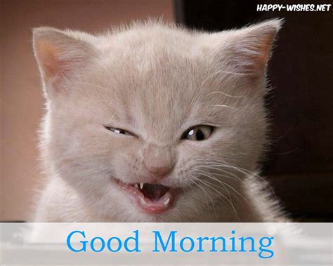 Good Morning Cat Lover Wishes Cats Cat Lovers Good Morning Cat