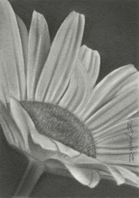 Pencil Drawings By David Te Aceo Flower No 10 Daisy No 2