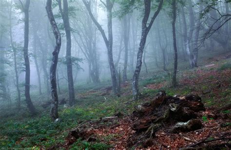 Fairy Tale Forest In Baydar Valley In Crimea · Ukraine Travel Blog