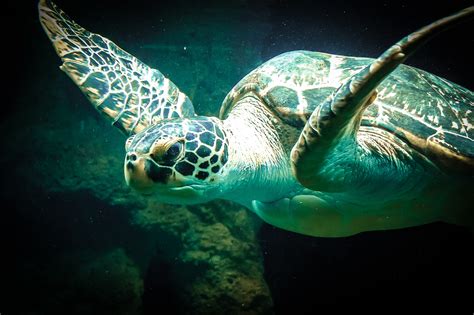 Fotos Gratis Mar Agua Oceano Antiguo Animal Submarino Zoo