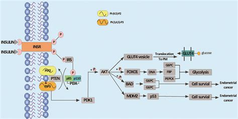 role of the pi3k akt signaling pathway in the pathogenesis of polycystic ovary syndrome
