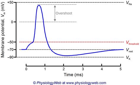 Just an Action Potential… | PTbraintrust