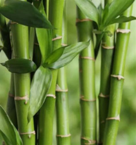 Two Live Bamboo Culm With Root Or Rhizome Starter Plant Etsy