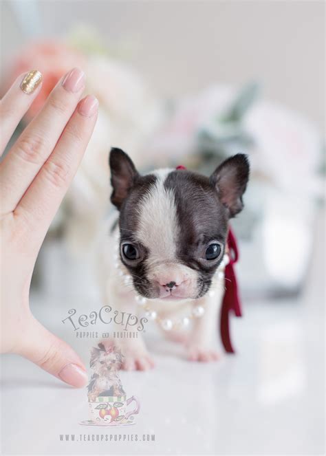 Tiny French Bulldog Puppies Teacups Puppies And Boutique