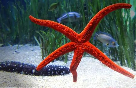Fun Facts About Sea Stars