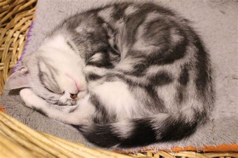Why Your Cats Curl Up