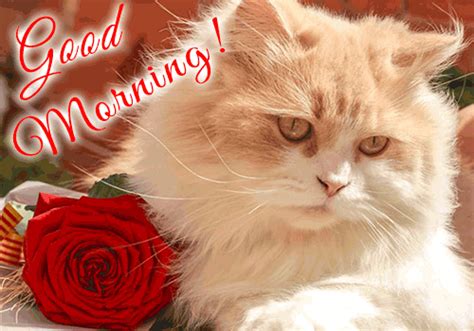 Funny Good Morning Animated Card Free Good Morning Ecards 123 Greetings