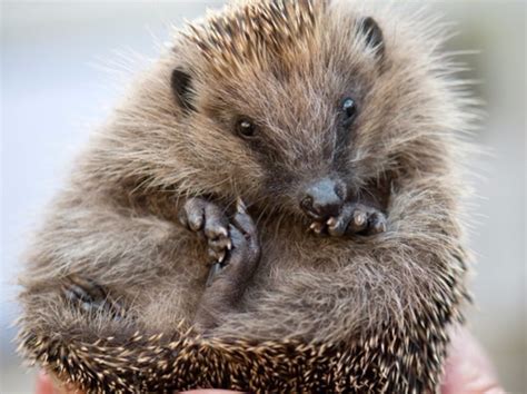 Uk Summit Held To Highlight Plight Of Hedgehogs Central Itv News