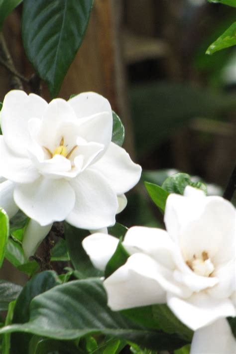 11 Fragrant Night Blooming Flowers That Will Make Your