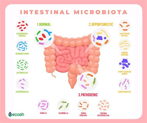 17 tipos de bactÉrias boas lista de mais benéfica espécies de probióticos lactobacillus e
