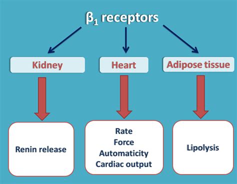 Beta Adrenergic Receptors