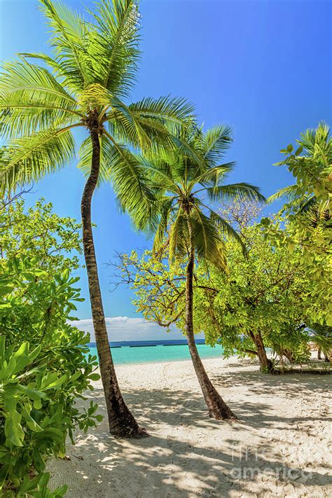 Tropical Island With Coconut Palm Trees On Sandy Beach In Maldives