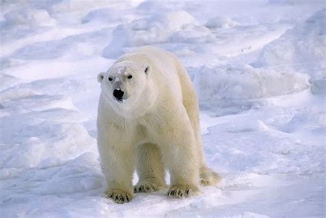 Polar Bear Habitat And Distribution Animal Facts And Information