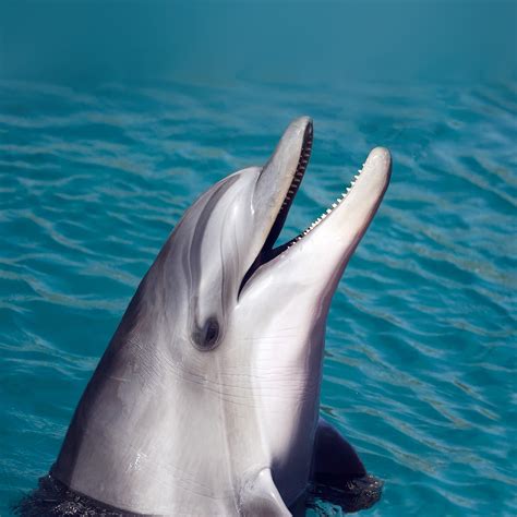 Na62 Dolphin Sea Animal Cute Wallpaper