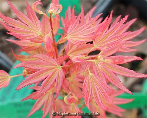 Acer Palmatum Wilsons Pink Dwarf This Is One Of The Most Sought