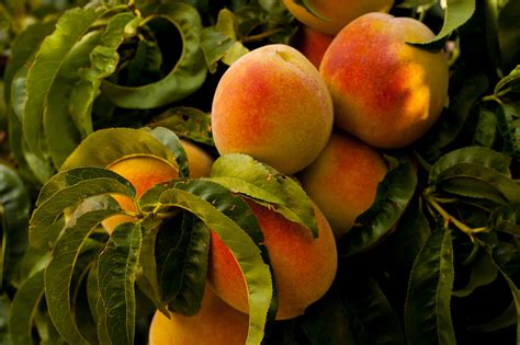 Free Images Branch Fruit Flower Food Produce Fresh Apricot
