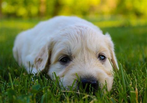 Then you're going to love this article. Jax - male AKC Golden Retriever puppy for sale at New ...