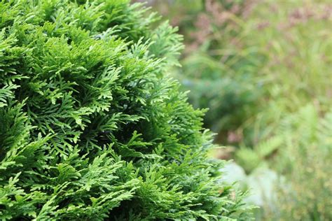 Um in einer geraden linie zu schneiden. Thuja-Hecke schneiden - Wann und wie schneidet man Thujen ...
