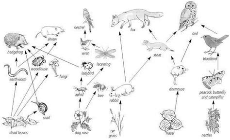 Barn Owl Food Chain Coloring Page Owl Food Food Web Food Chain