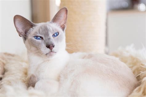 Lilac Point Siamese Cat Info Facts Traits Pictures And Faqs