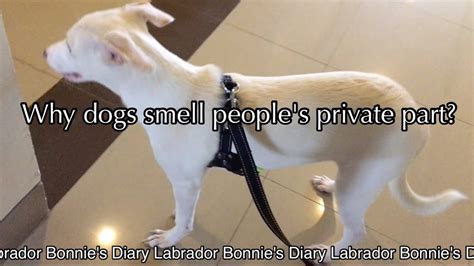 Engkor Sub Why Dogs Smell Peoples Private Part 왜 개들은 인간의 은밀한 부분의