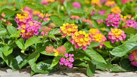 10 Plantas Bonitas Que Florecen En Verano Y Son Fáciles De Cuidar De
