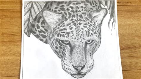 Draw two ears and do a rough outline of the jaguar's snout. How to draw a jaguar face | How to draw a jaguar | How to ...