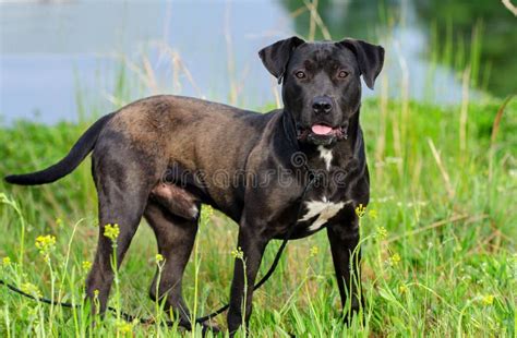 Black Labrador Retriever Bulldog Mixed Breed Dog Stock Image Image Of