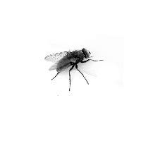Download Fly Free PNG photo images and clipart | FreePNGImg