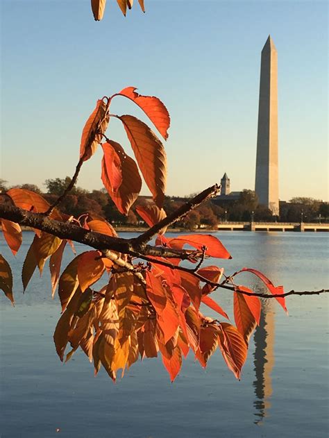 Fall Cherry Blossoms And Washington Monument Smithsonian Photo