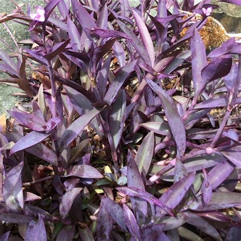 Wandering Jew Purple Heart Etsy