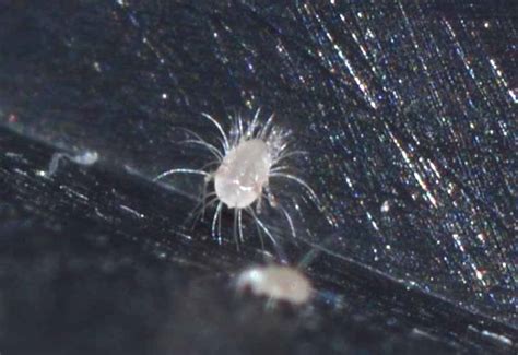Mite from Singapore - What's That Bug?