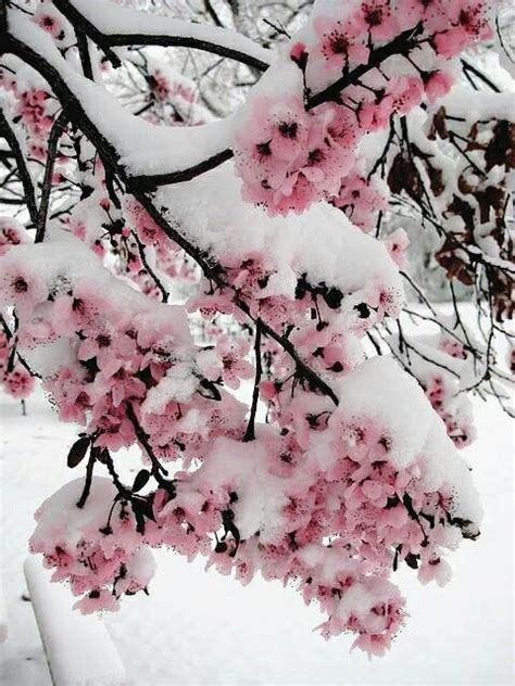 Pin By Isabella Tasset On Paisagens Spring Blooms Winter Scenery